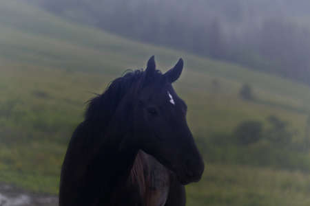 wild horsesの写真素材