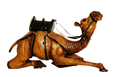 Camel on a white backgroundの写真素材