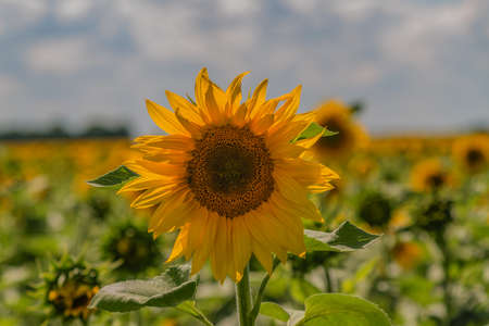 sunflowerの写真素材