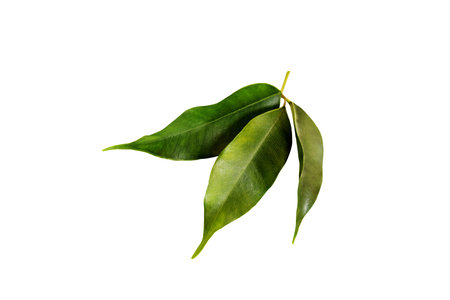 Tea leaf on whiteの写真素材