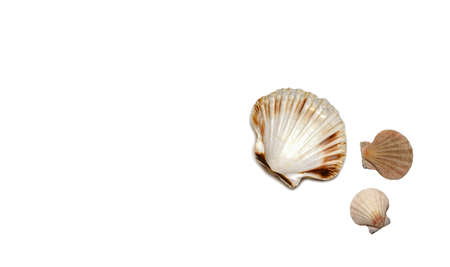Sea shell with white backgroundの写真素材