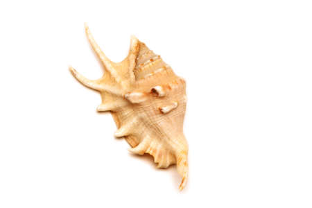 Sea shell with white backgroundの写真素材