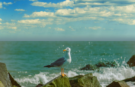 Seagull sitting on a rockの写真素材