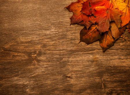 Yellow leaves on a background of an old autumn tree