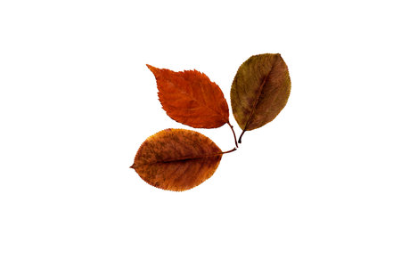 Leaves on a white backgroundの写真素材