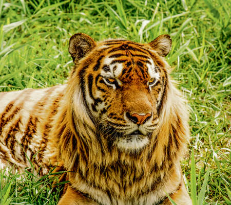 Portrait of a Tiger in the Grassの写真素材