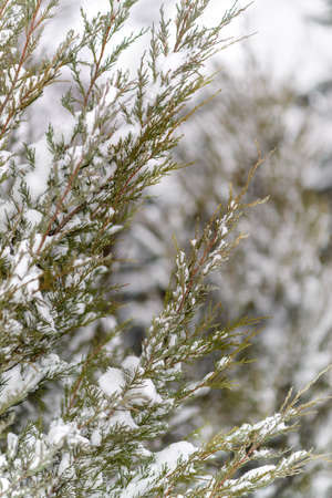 Beautiful New Year tree covered with snowflakesの写真素材