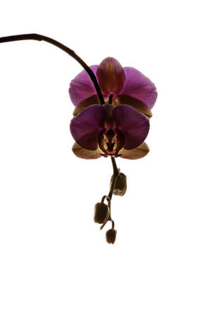 Beautiful twig of orchid on a white background close-up. There is a wayの写真素材