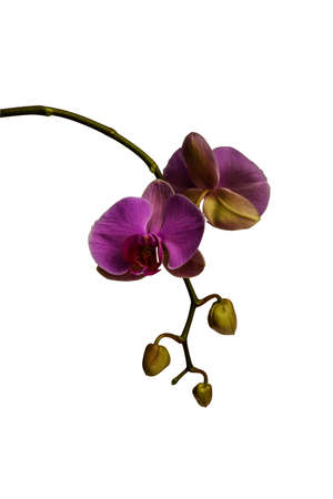 Beautiful twig of orchid on a white background close-up. There is a way.の写真素材