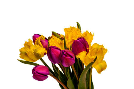 Beautiful tulips isolated on a white backgroundの写真素材