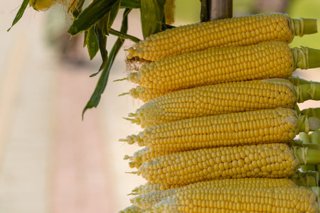 corn close up