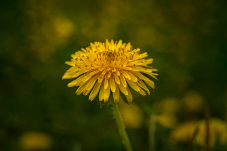 yellow dandelion closeup on a green background