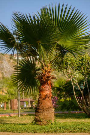 close-up of a palm treeの写真素材