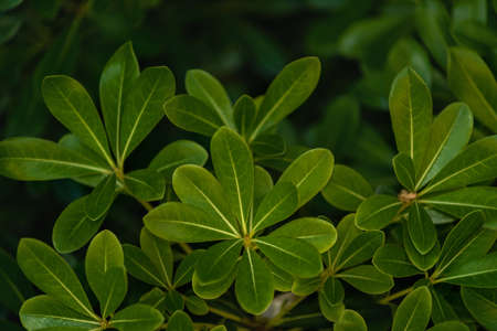 Tea leaf close-up, background.の写真素材