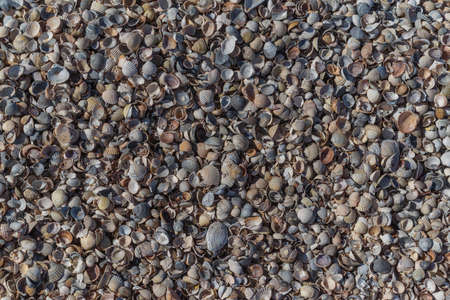 seashells closeup background, textureの写真素材