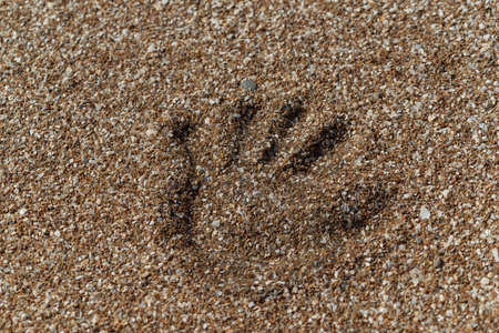footprint in the sand, imprintの写真素材