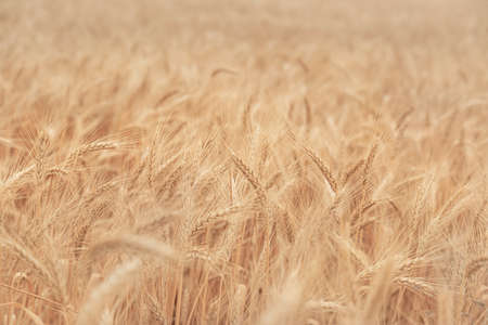 spike of ripe wheat close up on a fieldの写真素材