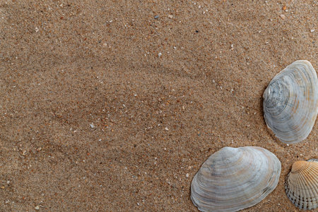 seashells in the sand, there is a place for text