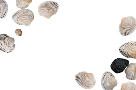 seashells on a light background, there is a place for text, there is a wayの写真素材