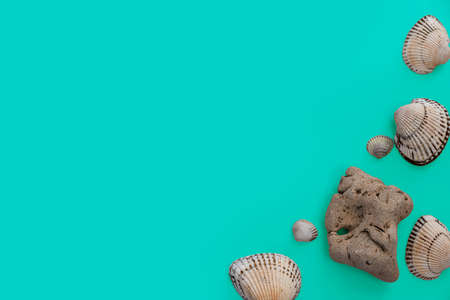 seashells on a turquoise background, there is a place for text, there is a wayの写真素材