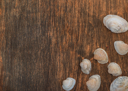 seashells on a wooden background, there is a place for text