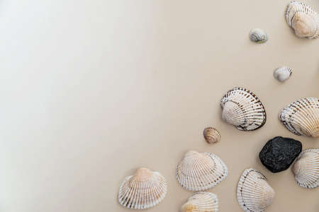 seashells on a light background, there is a place for text, there is a wayの写真素材