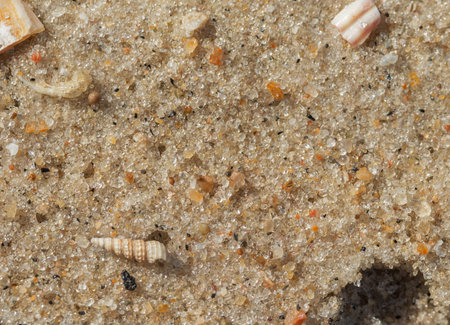 seashells on the Adriatic coast, macro, there is a place for text