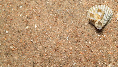 seashells in the sand, natural sand texture, macroの写真素材