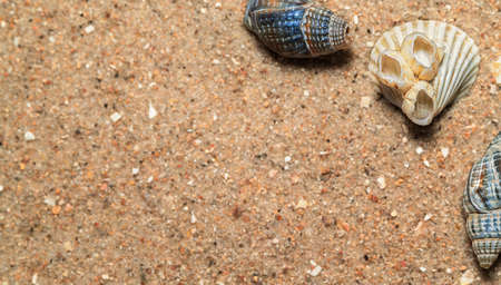 seashells in the sand, natural sand texture, macroの写真素材