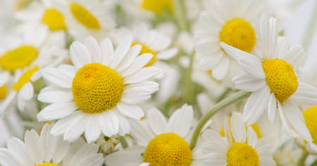 Beautiful bouquet of chamomile, background.

の写真素材