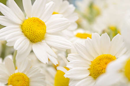 Beautiful bouquet of chamomile, background.

の写真素材