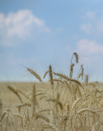 Ear of wheat close up, grain harvest