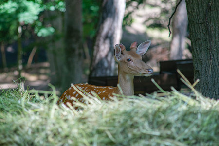 An adorable roe deer (Capreolus capreolus) is resting in the forest relying on camouflage....