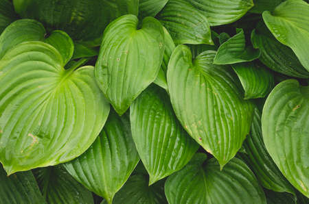 big wet green leavesの写真素材