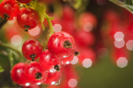 bright red berries of red currant/bright red berries of red currant on sunlightの写真素材