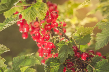 ripe red currant grows in a garden/ripe red currant grows in a garden on sunlight