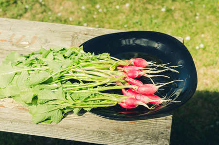 bundle healthy radish/radish in a black bowl on a white bench in a garden, top viewの写真素材