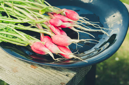 bundle healthy radish/radish in a black bowl on a white bench in a garden, close upの写真素材