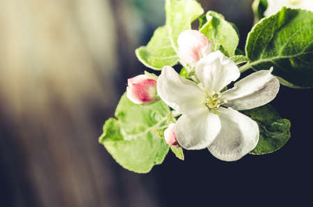 apple tree branch in bloom/Beautiful Orchard. Spring Easter border or background art with blossom.の写真素材