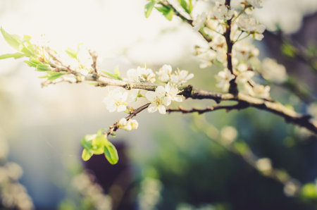Background from branches of apple trees with white flowers/Sunny day. Spring flowers. Beautiful Orchard. Springtimeの写真素材