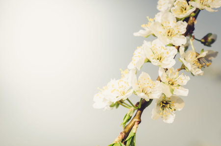 Background from branches of apple trees with white flowers on blue sky/Spring flowers. Beautiful Orchard. Spring holidays background. Springtimeの写真素材