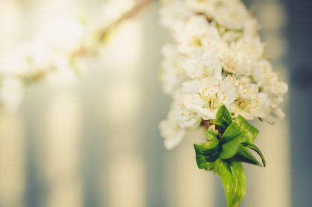 branches of apple trees with white flowers/Sunny day. Beautiful Orchard. Springtime. Spring flowers.の写真素材