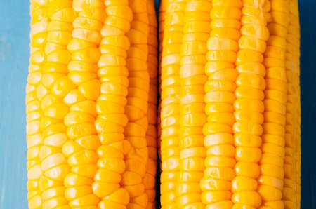 appetizing corn on a blue table / vegetarian concept. Close up. Two ears of boiled corn on a blue table. Healthy food.の写真素材