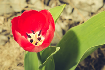 field flowers red tulip. Spring background/Beautiful nature scene with blooming red tulip
