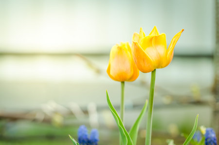 field flowers tulips. Beautiful nature scene with blooming yellow tulips/ Spring flowers. Spring...