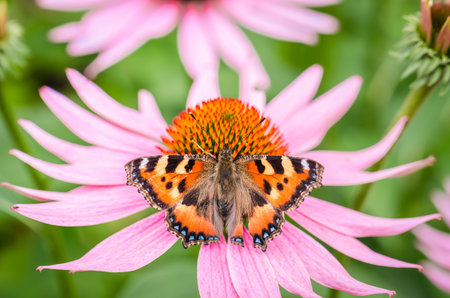 butterfly pollinates echinacea purpurea/butterfly pollinates summer echinacea purpurea
