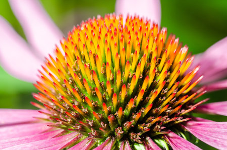 echinacea purpurea flower/echinacea purpurea flower close up, selective focusの写真素材