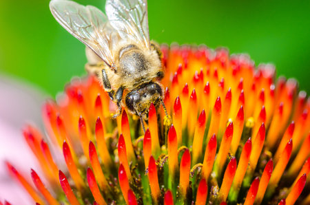 single bee on a flower/bee pollinates summer echinacea purpurea, close up