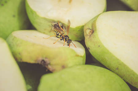 on ripe pears the wasp sits/on ripe pears the wasp sits, close upの写真素材