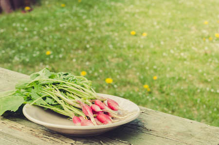 fresh radish in a bowl/fresh radish in a bowl on an old wooden backgroundの写真素材